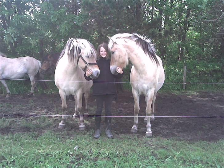 Fjordhest Felix - Fie, Mig Og Felix billede 2