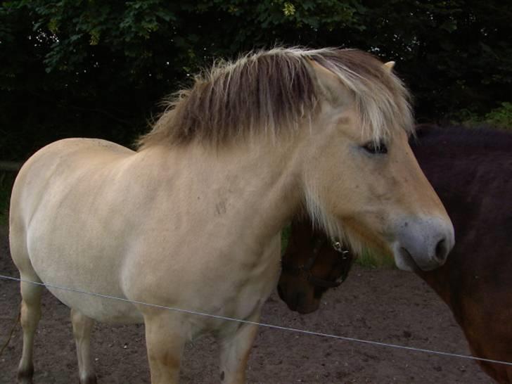 Fjordhest Felix billede 3