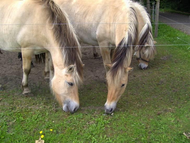 Fjordhest Felix - Freja Og Felix billede 4