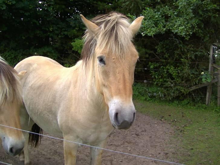 Fjordhest Felix - Felixen billede 5