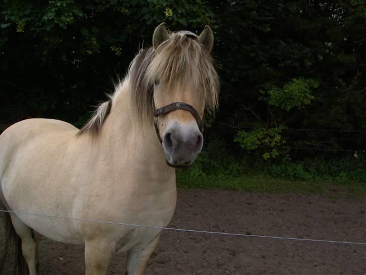 Fjordhest Felix billede 6