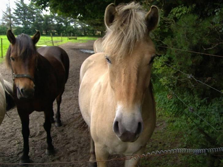 Fjordhest Felix - Felix Og Tarzan BagVed billede 7