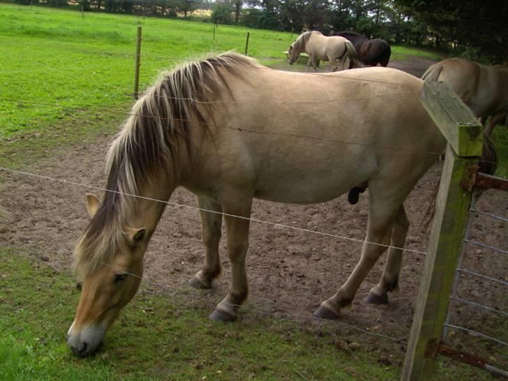 Fjordhest Felix billede 8