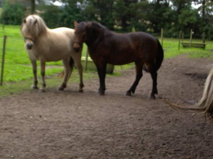 Fjordhest Felix billede 9