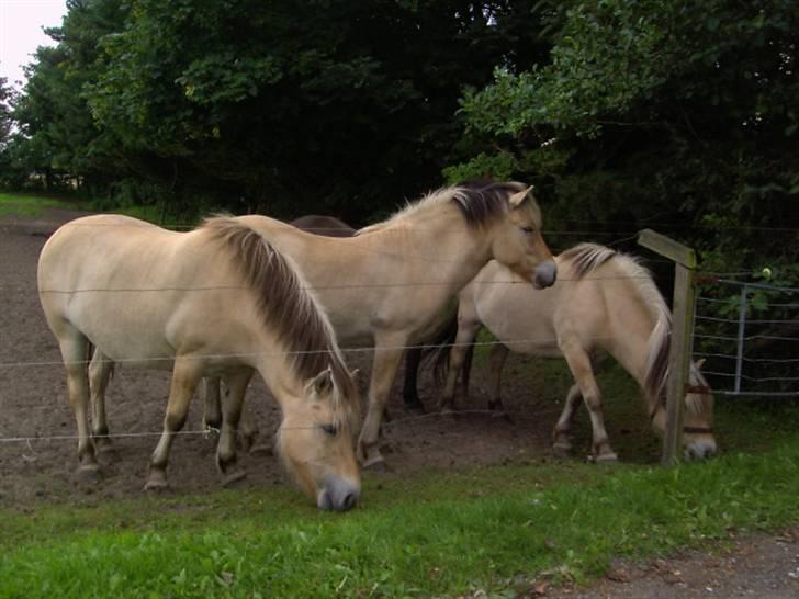 Fjordhest Felix billede 10