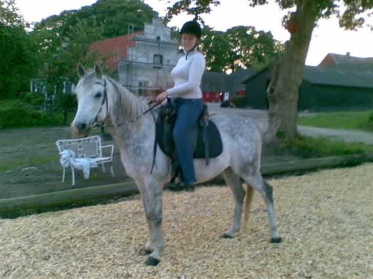 Arabisk fuldblod (OX) Cholito billede 20