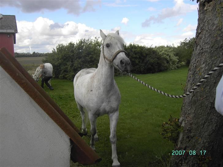 Anden særlig race Holmgaards Sir Toby - Toby på vej på fold. :)  billede 4