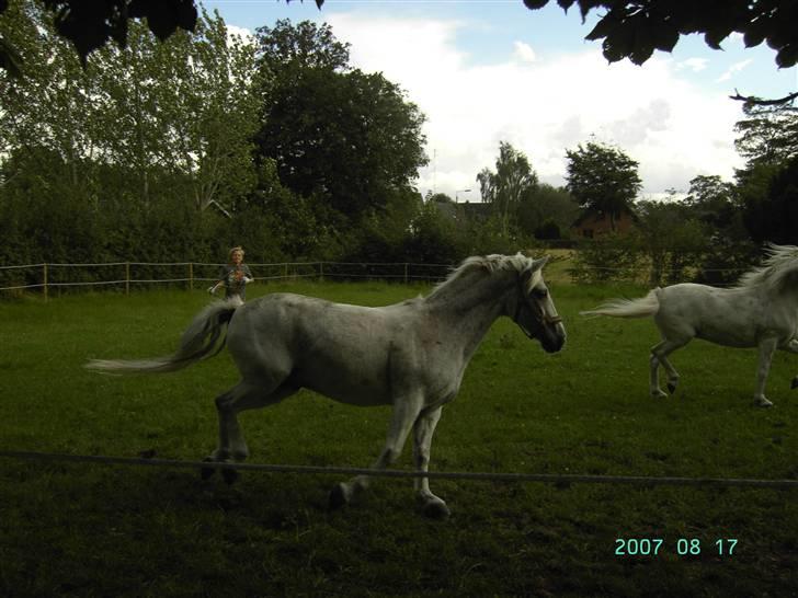 Anden særlig race Holmgaards Sir Toby - Vild-ponyen Toby på fold. :) billede 5