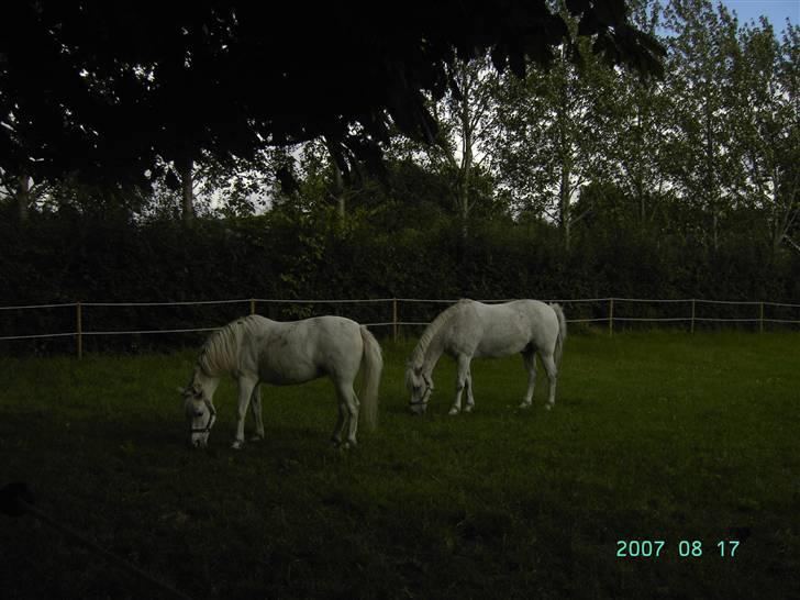 Anden særlig race Holmgaards Sir Toby - Toby og Cindy nyder at gå ude. <3 Rigtig dejlig beskidte, det er livet!!  billede 6