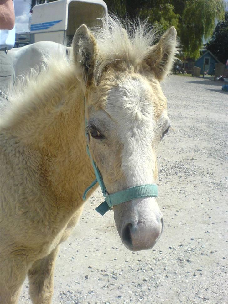 Welsh Pony (sec B) bregneklints melody - melody, til besigtigelse i dag. hun blev chipmærket, og stod ligeså stille. det sys jeg var helt vildt sejt, at hun bare stod roligt. Blev dog lidt forskrækket men det tror jeg alle gør når man lige pludselig for stukket en microchip ind i huden :s  billede 3