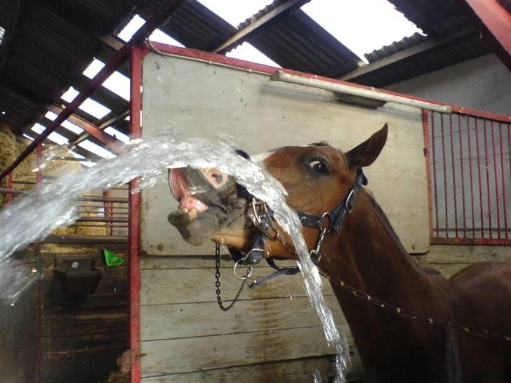 DSP Alcoy Kærlund SOLGT - Smill :D  billede 13