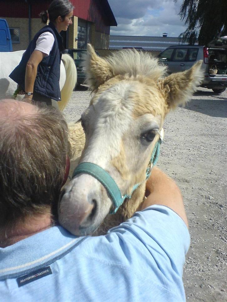 Welsh Pony (sec B) bregneklints melody - melody eeeelsker bare min far :b hahahha. hun har nemlig fundet ud af at når min mor og jeg kommer ud i folden skal hun bare have grime på. og det synes hun ikke om, så hun kan bedst lide min far :b <3 han er også helt vild med hende (L) nåååå. billede 4