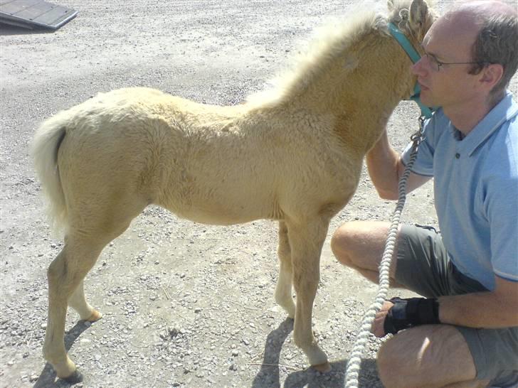 Welsh Pony (sec B) bregneklints melody - hihihihihihi<3 billede 5