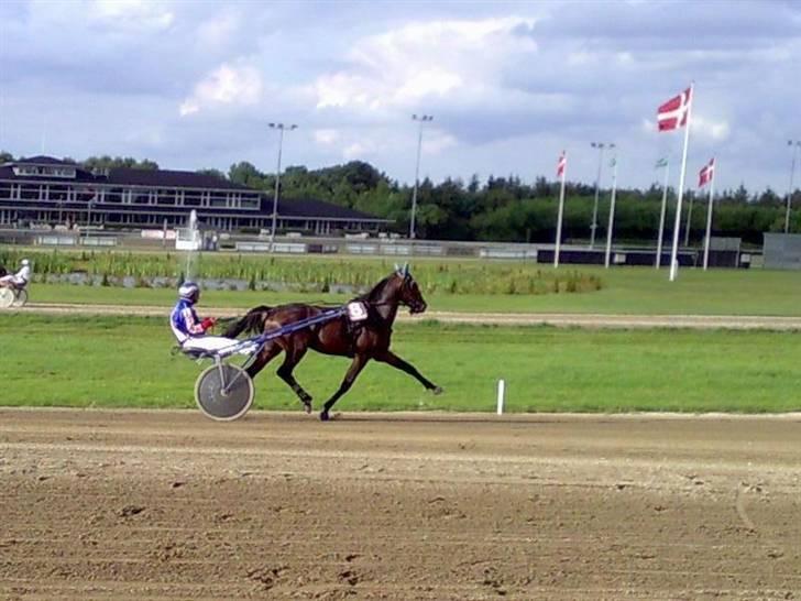Traver Nemo *Solgt* - Nemo i prøveløb d. 14/8-2007. billede 18
