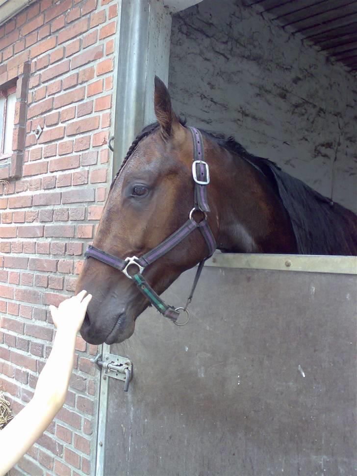 Traver Nemo *Solgt* - Nemo i sin boks efter prøveløb d. 14/8-2007 (: billede 19
