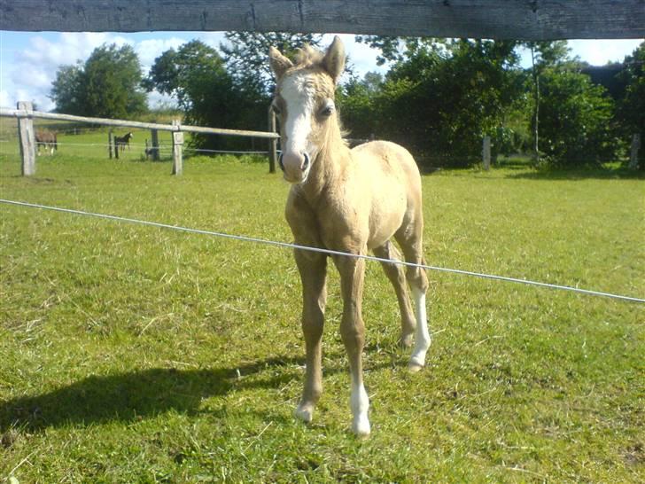 Welsh Pony (sec B) bregneklints melody - lille melody billede 6