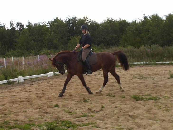 Anden særlig race Sheik (Solgt) - August 2007 billede 12