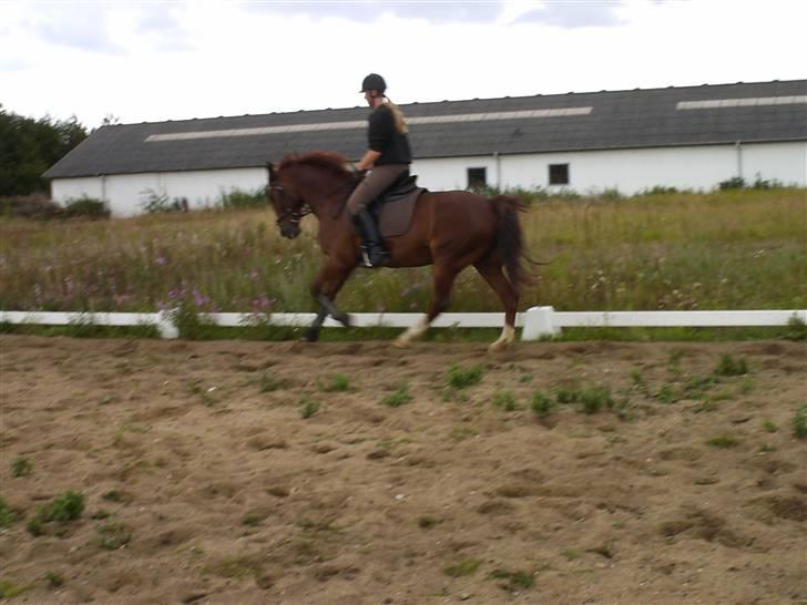 Anden særlig race Sheik (Solgt) - August 2007 billede 13