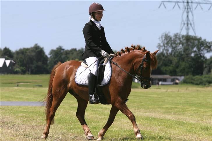 Anden særlig race Sukema - Solgt billede 18