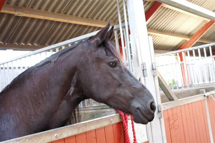 Frieser Thealien billede 2