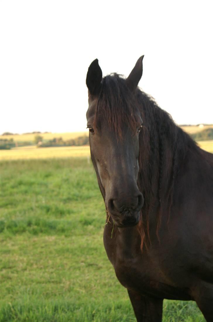 Frieser Thealien billede 3