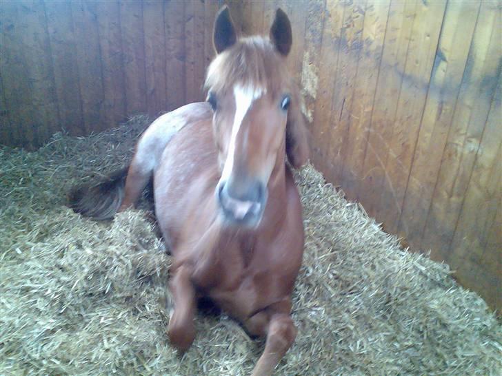 New Forest Søgård Roxana (Solgt) - lille trætte pony :) billede 2