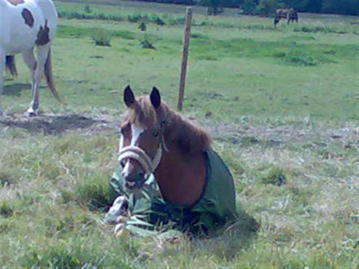 New Forest Søgård Roxana (Solgt) - hygge på folden!!! billede 3