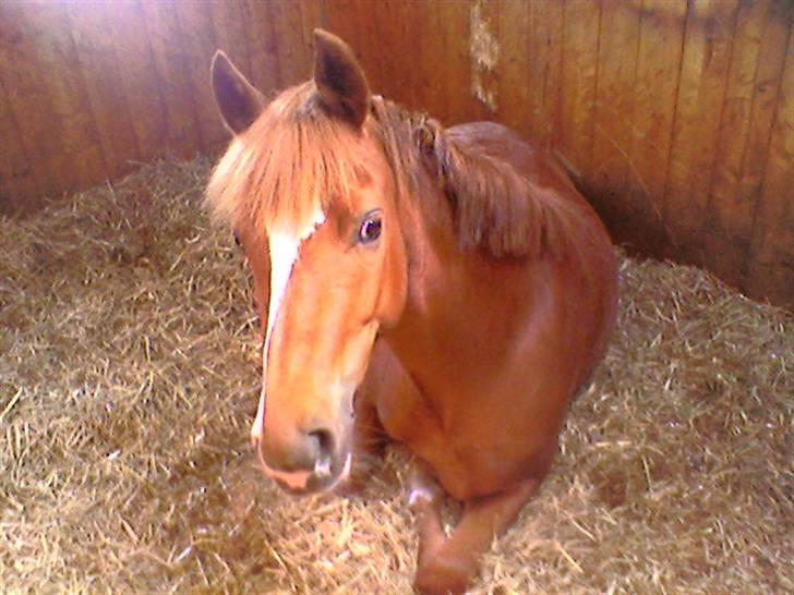 New Forest Søgård Roxana (Solgt) billede 7