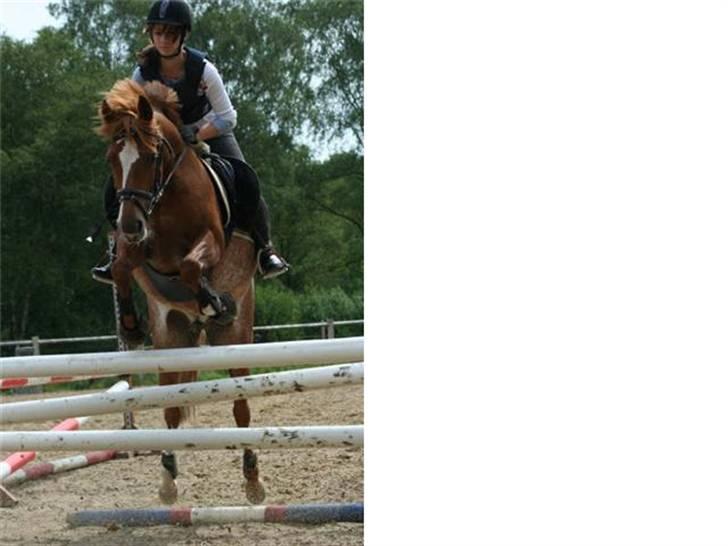 New Forest Søgård Roxana (Solgt) - fotograf: Sonja billede 8