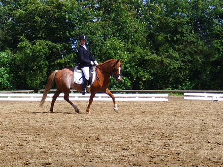 New Forest Søgård Roxana (Solgt) - til stævne i Hammerum . billede 9