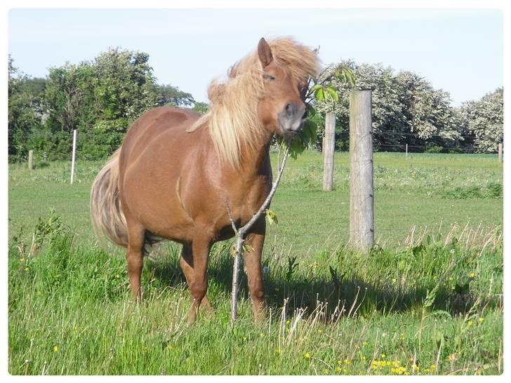 Islænder Frenja fra Ellidshøj  - Frenja i haven billede 5
