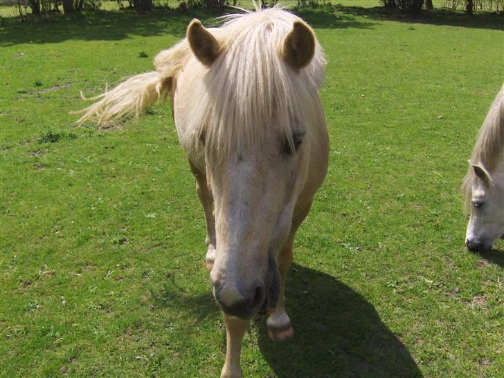 Palomino Max Motor  - Max Motor billede 9