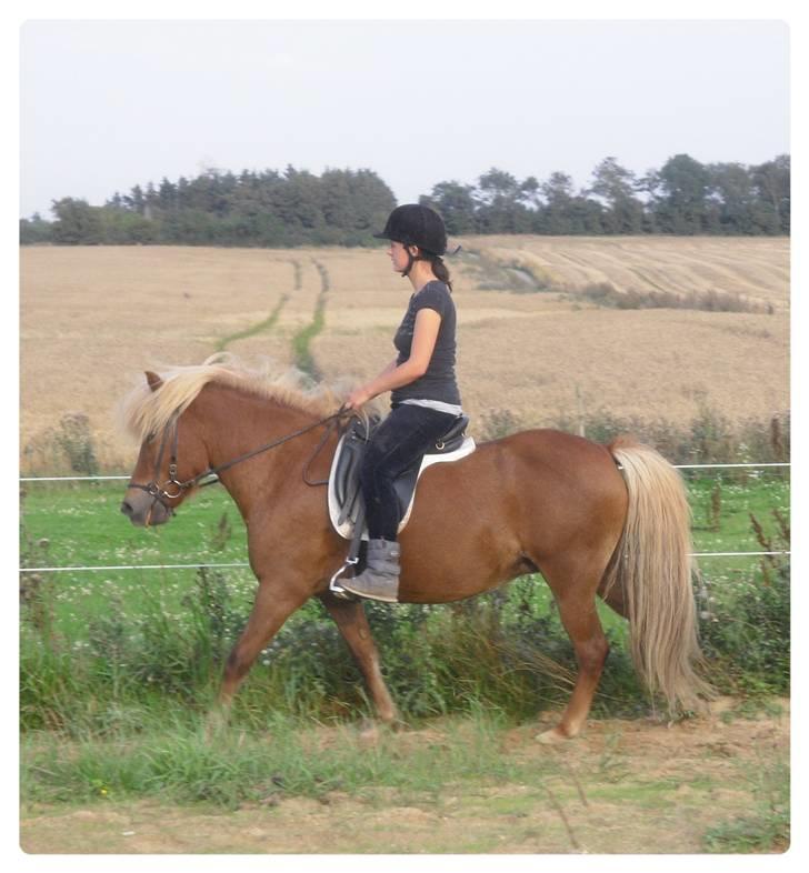 Islænder Frenja fra Ellidshøj  - Frenjas første ridetur efter hendes 5 måneders barsel billede 6