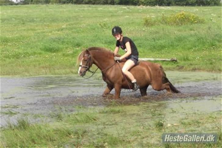 Welsh Pony (sec B) Låddenhøjs Swingboy SOLGT - Ida og swingboy igennem vandet.. ridelejr billede 3