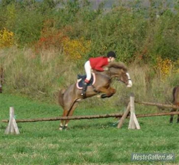Welsh Pony (sec B) Låddenhøjs Swingboy SOLGT - mig og Swingboy til jagt i Gjern:D han var super.. springer højt over<3 billede 4
