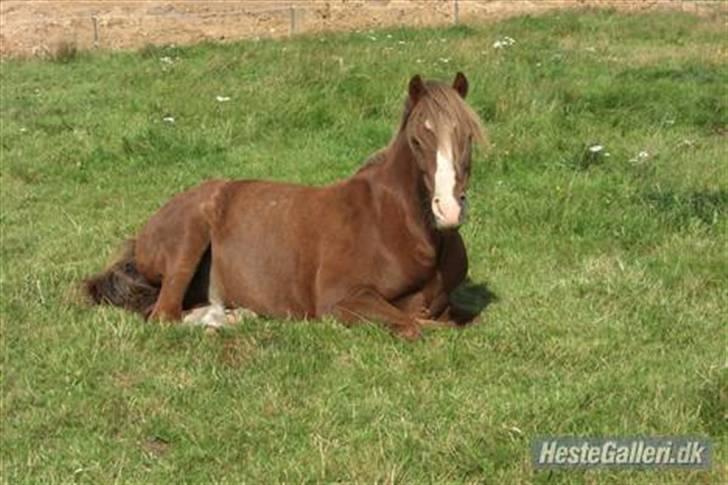 Welsh Pony (sec B) Låddenhøjs Swingboy SOLGT - putter på marken. billede 5
