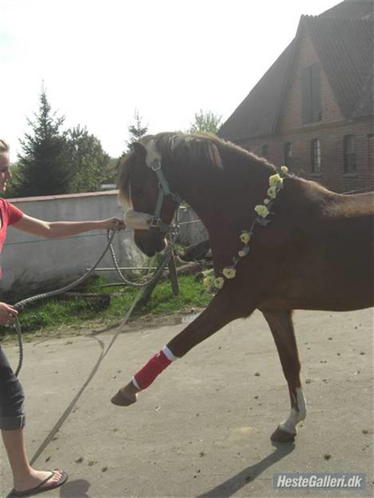 Welsh Pony (sec B) Låddenhøjs Swingboy SOLGT - Puttes Fødselsdag:) <33 den fik heste lagkage og røde gamacher! billede 6