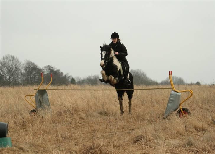 Irish Cob Rain  billede 11