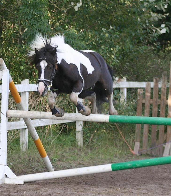 Irish Cob Rain  billede 12