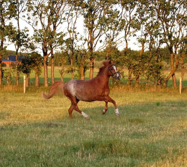 New Forest Søgård Roxana (Solgt) - Roxi på midtjysk billede 10