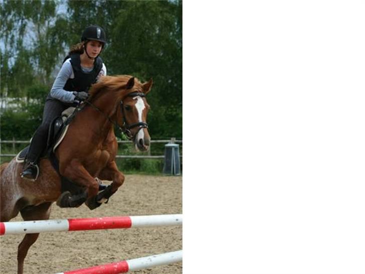 New Forest Søgård Roxana (Solgt) - fotograf: Sonja billede 12