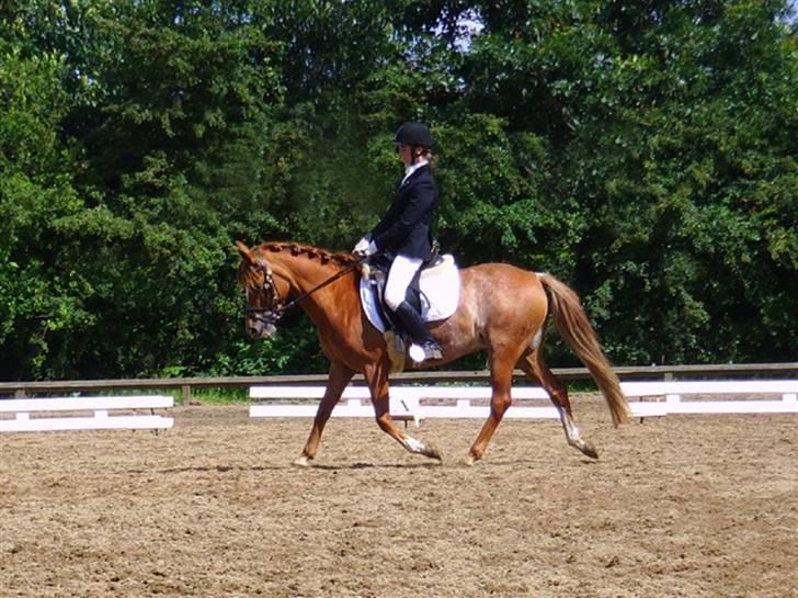 New Forest Søgård Roxana (Solgt) billede 13