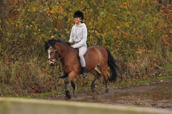 Anden særlig race Prins <3 - Trav på prisen nyere billede  (GAMLE PART) billede 16