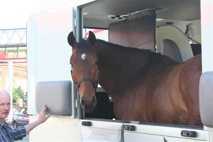 Tysk Varmblod Winnetou - Hejsa.... billede 2