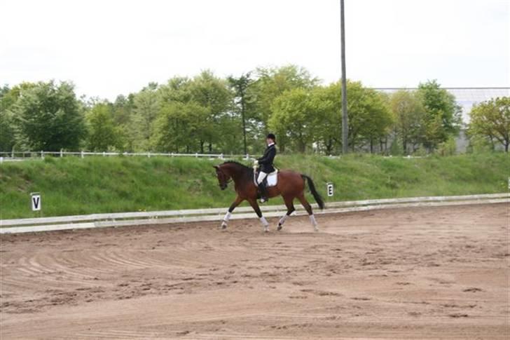 Tysk Varmblod Winnetou - En tur i byen efter 14 dage.... billede 3