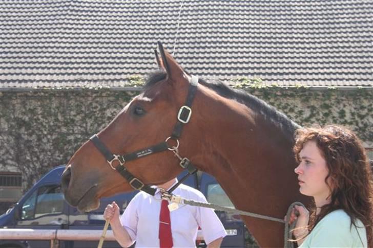 Tysk Varmblod Winnetou - Lige et sidste blik på stalden i Tyskland billede 8