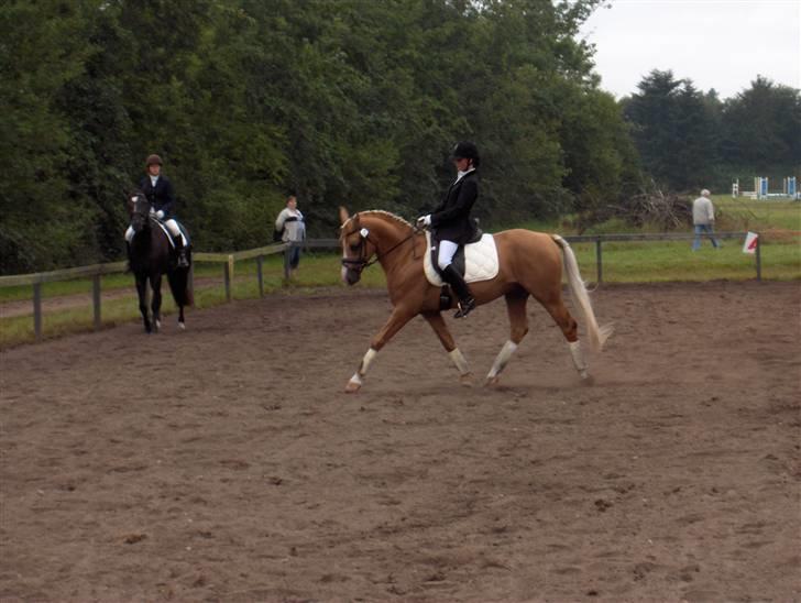 Palomino Golden Casanova - Opvarmning til stævne i Bramming i sommers :D<3 billede 9