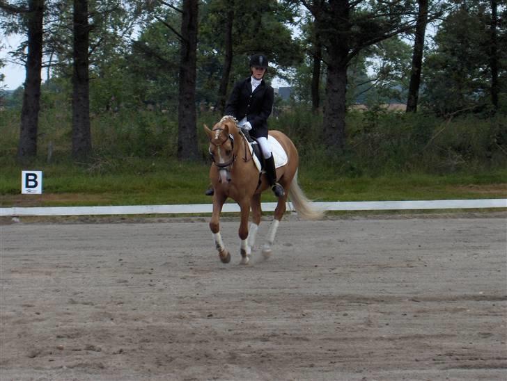 Palomino Golden Casanova - Stævne i Bramming i sommers :D  billede 10