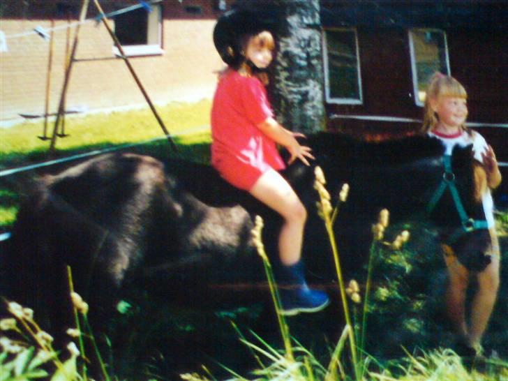 Shetlænder / Mini - Trunte - Da jeg var lille ! og hun var ung eller over de 20  billede 19