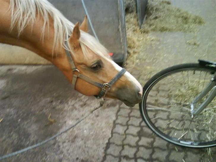 Palomino Golden Casanova - NYT: Uhh en cykel :p billede 13